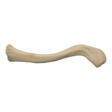 <p>what bone is this</p>