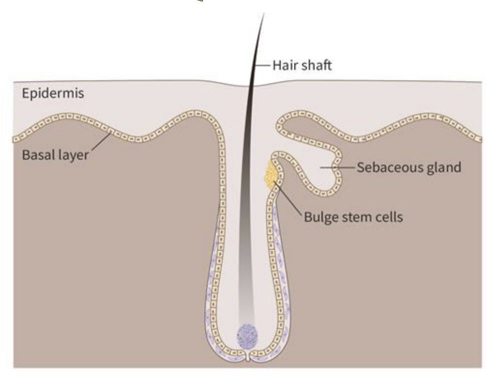 <p>Hair follicles have cycles of <strong>degeneration, growth and rest [0.5]</strong></p><ul><li><p><strong>Stem cell niche</strong> found at the <strong>“bulge</strong>” [1]</p></li></ul><ul><li><p><strong>Multipotent cells </strong>involved in hair follicle regeneration [0.5]</p></li></ul><ul><li><p>Also involved in <strong>production of oil producing (sebaceous) glands and epidermal skin cells [1]</strong></p></li></ul><p></p>
