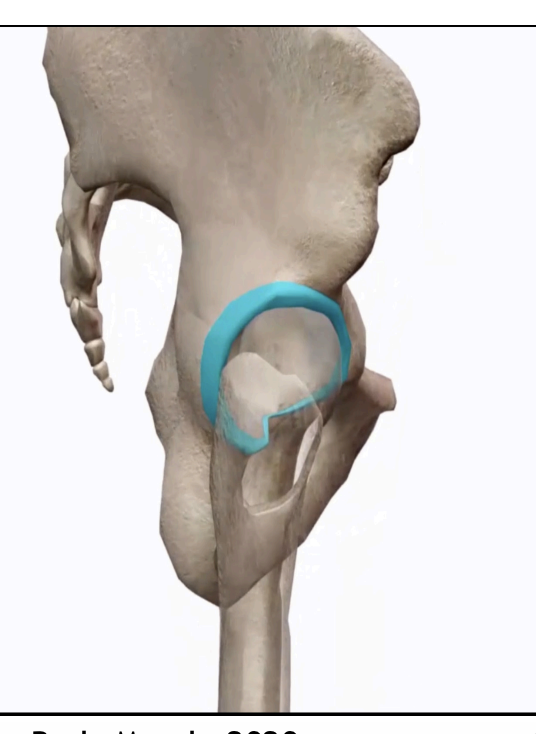 <p>Labrum</p>
