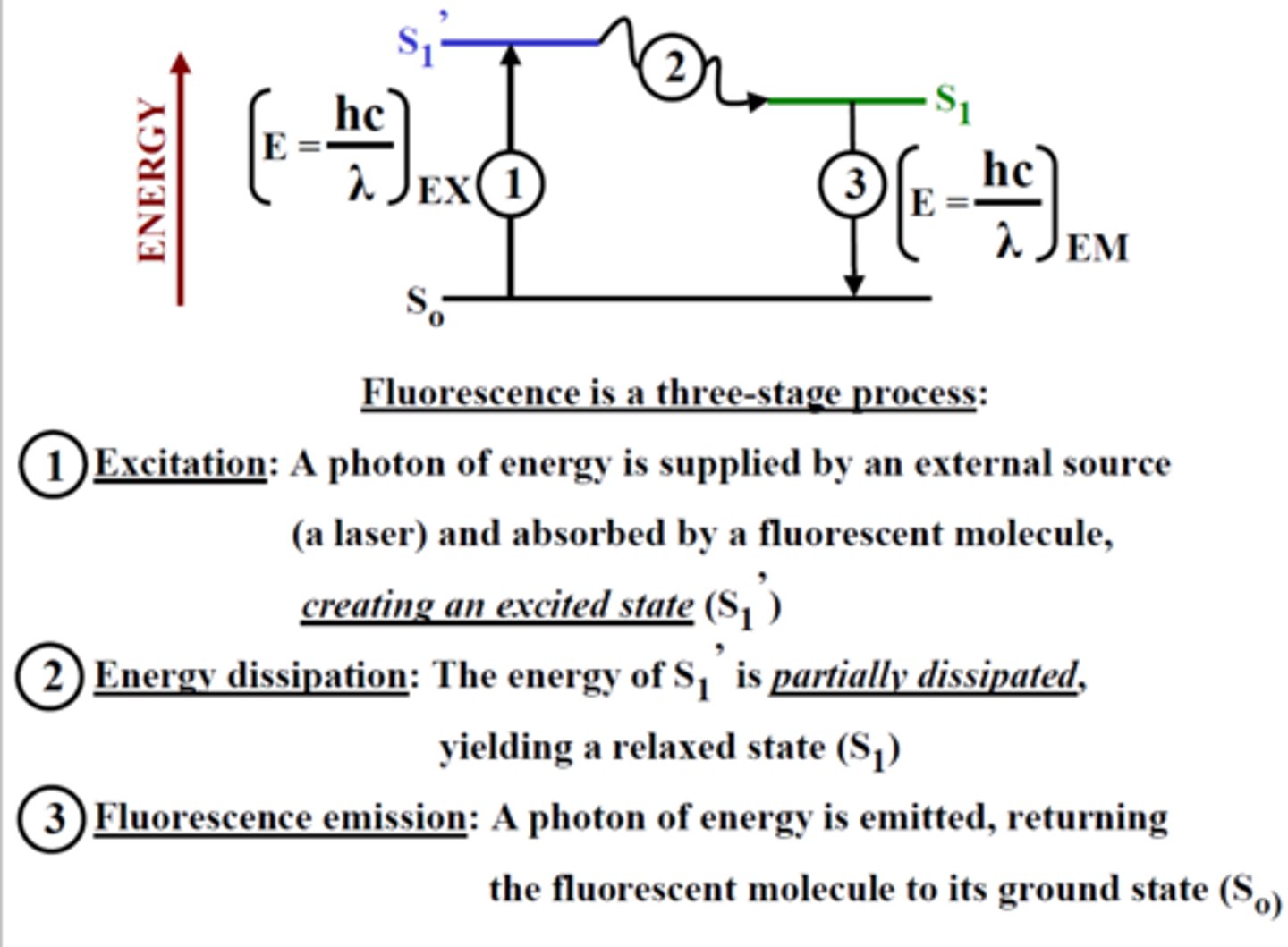 <p>1. Excitation Photon of energy (hvEX)</p><p>2. Excitation-state Lifetime</p><p>3. Emission Photon of energy (hvEM)</p>