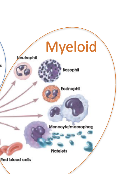 <ul><li><p>Monocytes (blood)</p></li><li><p>Macrophages (left the blood and entered tissue)</p></li><li><p>Granulocytes</p></li><li><p>Precursors for red blood cells/ platelets</p></li></ul><p></p>