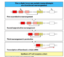 <p>-only one joint (V-to-J)</p><p>-60 J segments and 70-80 V segments allow multiple rounds of recombination</p><p>-successful TCR-alpha expression does NOT end recombination (key difference from B cells)</p><p>-TCR-alpha recombination terminated only when the new TCR shows the ability to interact with self-MHC/peptide complexes (positive selection)</p><p>-DP cells survive only ~4 days unless rescued by successful TCR-MHC/peptide interaction</p>