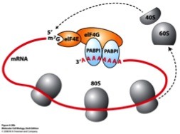 <p>It is putting together the amino acids to make the proteins</p>