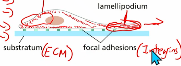 <ul><li><p>TM heterodimers (alpha, beta subunits)</p></li><li><p>anchor actin to extracellular matrix (ECM) proteins</p></li><li><p>indirectly interact with actin</p></li><li><p>provide<u> adhesion</u> necessary for cell migration</p></li><li><p>other proteins help w this too</p></li></ul><p></p>