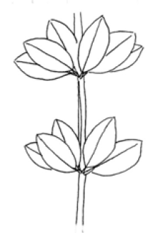 Stem growth pattern: 