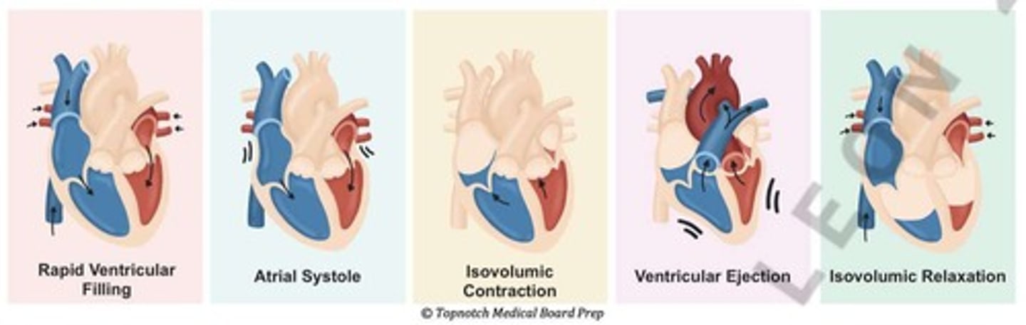<p>Blood flows into the ventricles during the first third of diastole, aided by atrial contraction in the last third.</p>