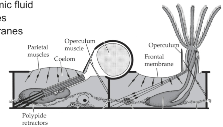 <p>Rigid zoecium</p><p>hydrostatic skeleton; coelomic fluid, muscles, membrane</p>