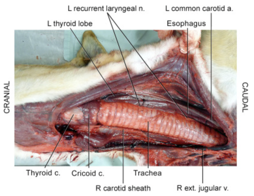 <p>(ventral)</p><p>-they sit right beside the trachea on either side</p>
