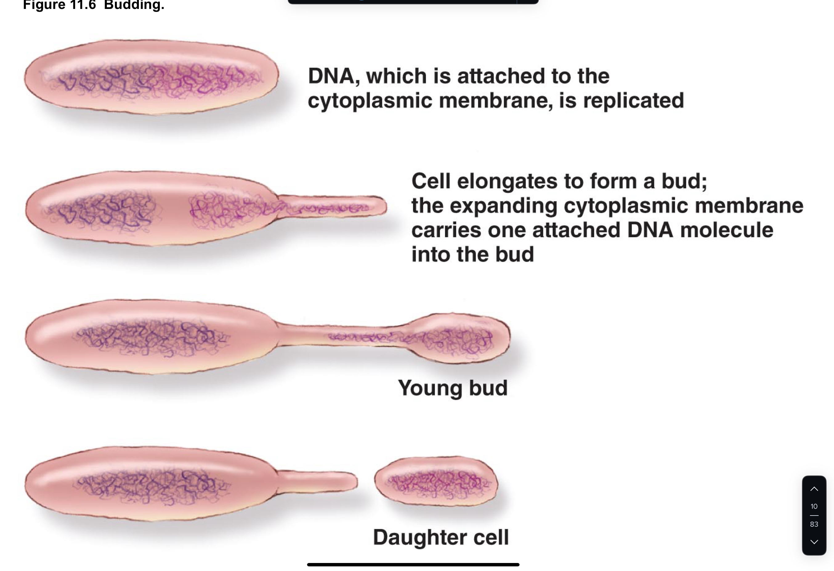 <p>Think of a cactus growing it’s’ arms, it allows for a young bud to form after DNA synthesis then separates after a certain amount of time </p>