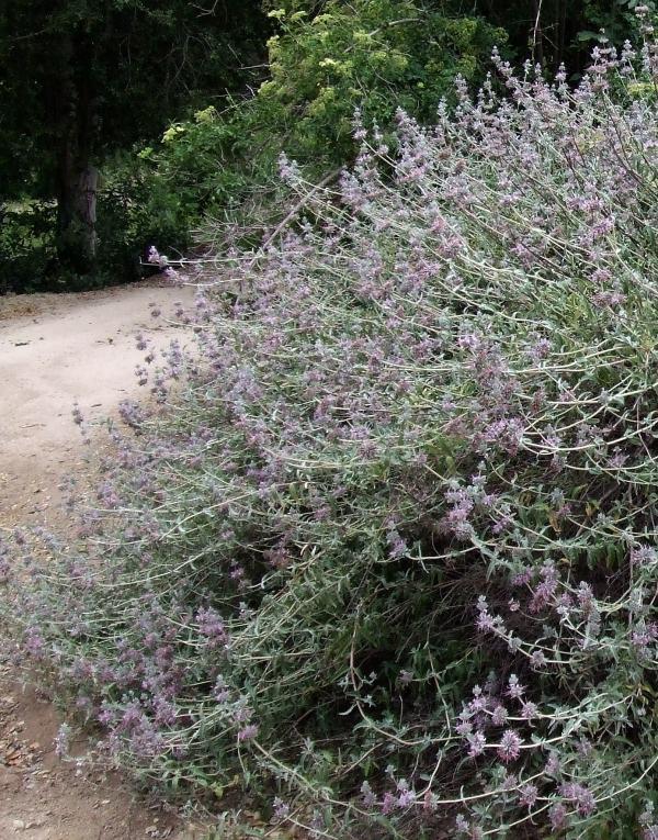 <p>Purple Sage</p>