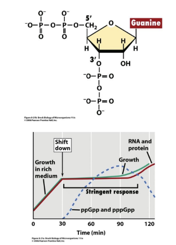 <p><strong>(p)ppGpp</strong></p><p>A modified nucleotide called an <span style="color: red;"><strong>alarmone</strong></span></p><p>• Synthesised by <strong>RelA</strong></p><p>• <strong>RelA associated with 50S subunit will produce pppGpp and</strong></p><p><strong>ppGpp <mark data-color="red" style="background-color: red; color: inherit;">when shortage of charged tRNA.</mark></strong></p><p>• These then affect transcription of rRNA and tRNA genes </p><p>*a mix of both transcriptional and post-transcriptional regulation (sensing lack of tRNAs)</p>