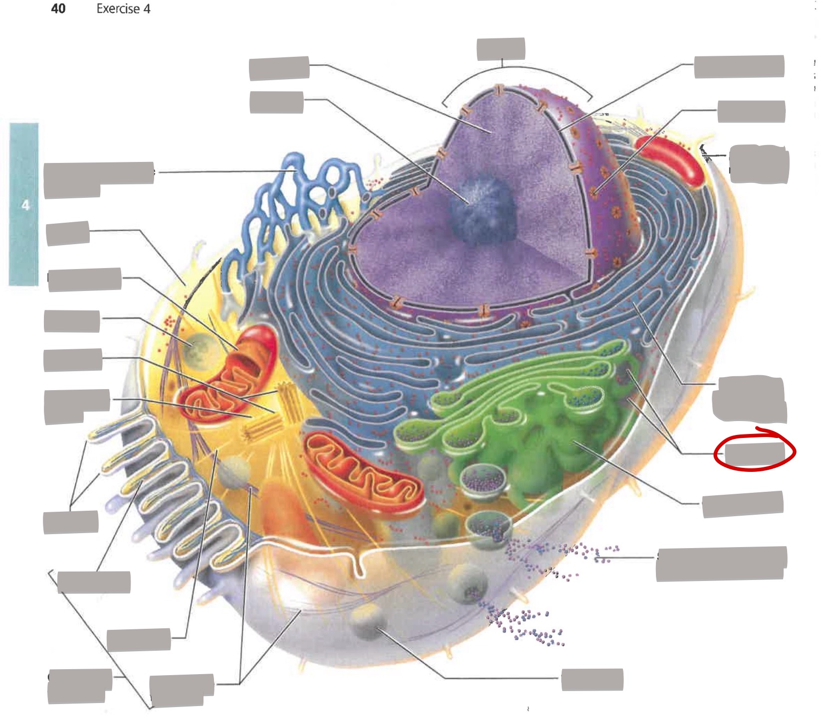 term image
