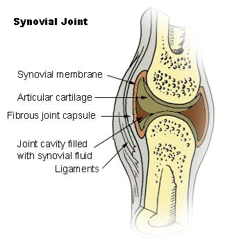 <p>An articulation that contains a fluid filled joint cavity between two or more bones. Referred to as synovial joints because of the synovial fluid in the joint cavity. (Most joints)</p>