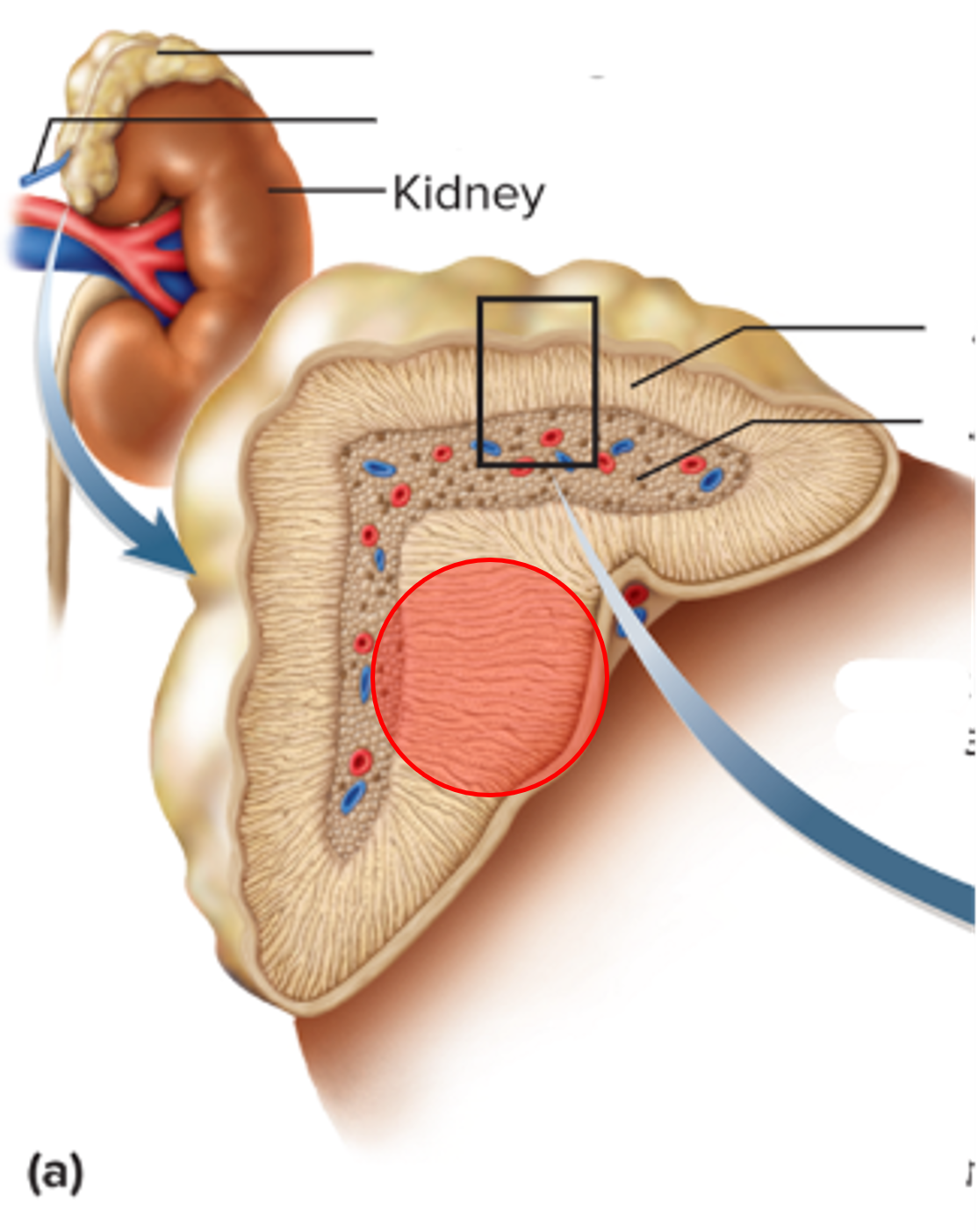 • The outer layer of the adrenal gland.

• Produces many corticosteroid hormones.