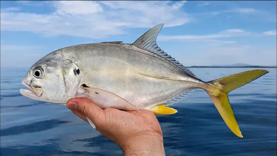 <p>Greenish, bluish on the back to a silver golden below</p><p>Black spot near top of the gill cover</p><p>Black blotch on lower pectoral rin rays</p><p>Jaw goes back beyond the rear of the eye</p>