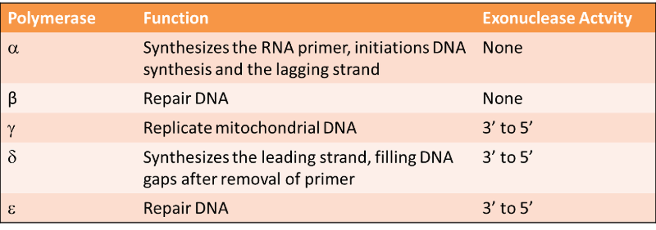 <p>proceeds in a 5’ to 3’ direction</p><p style="text-align: left">Adds 1000 bases /second to the growing chain</p><p style="text-align: left">Requires all 4 dNTPs deoxyribonucleotides</p><p style="text-align: left">MUST have a template and a primer</p><p style="text-align: left">Has <strong>proof reading </strong>activity -<span> Will shuffle back and check its laid down the right bases = fidelity</span></p><p style="text-align: left">attach to RNA primer</p>