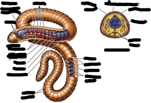 <p>Domain?</p><p>Phylum?</p><p>Class?</p><p>Genus? </p>