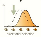 <p>favours one extreme</p><p>one phenotype is more useful</p>