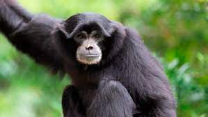 southeast Asia, frugivores, brachiators, small families, little sexual dimorphism, highly territorial 