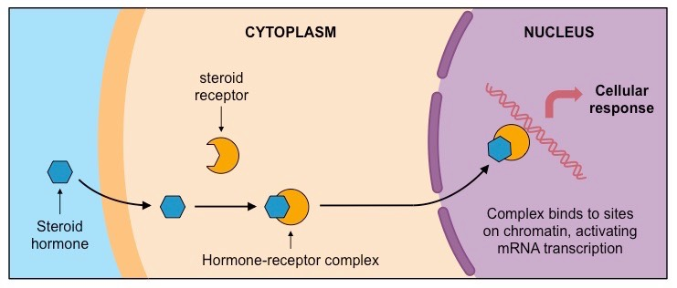 <p>they are lipid soluble and hydrophobic so they can enter target cells and bind with intracellular receptors that elicit a response</p>