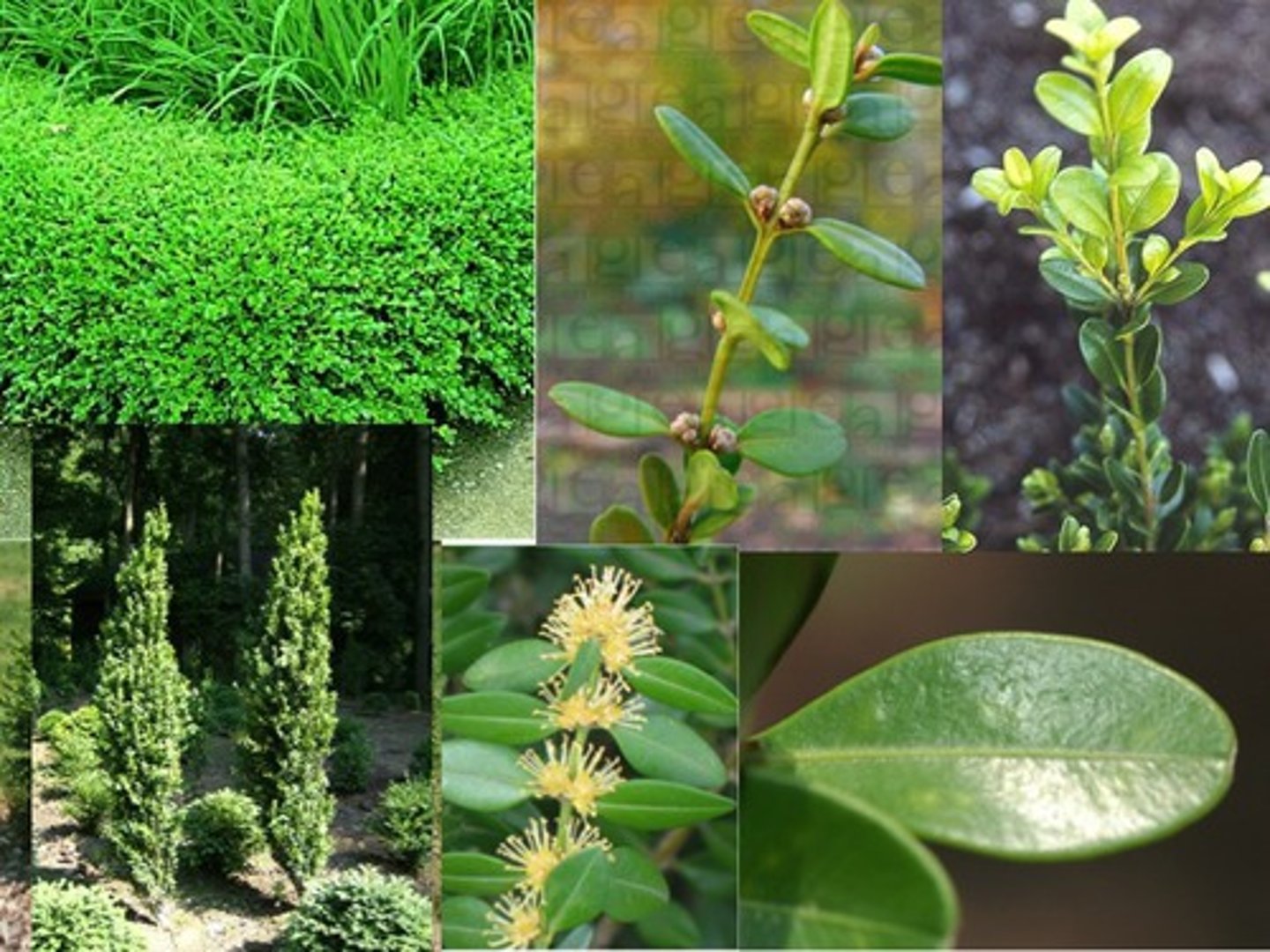 <p>Boxwood (opposite)</p>