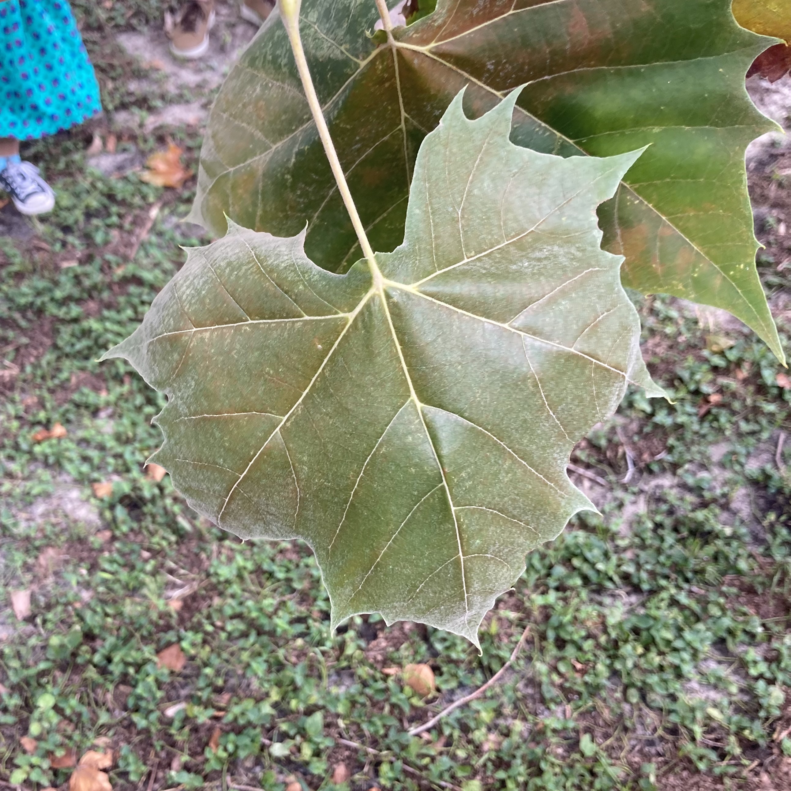 <p>What is this plant?</p>