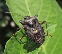 <p>Stink bug</p>