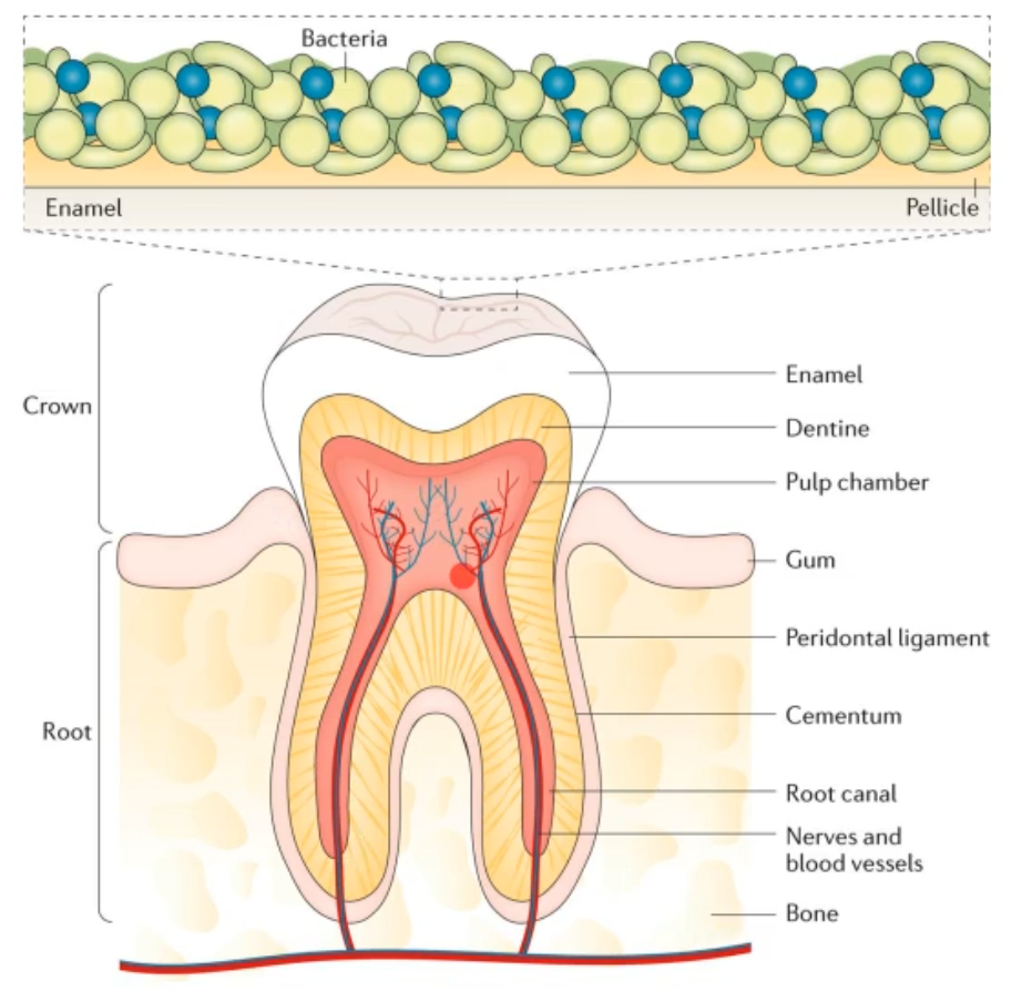 <p>what does this diagram show?</p>