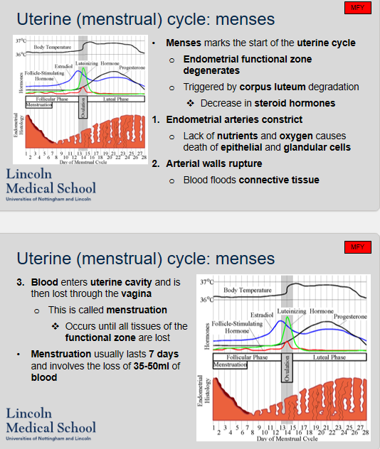 <ol><li><p>Menses marks the start of the uterine cycle.</p></li><li><p>During menses, the endometrial functional zone degenerates triggered by corpus luteum degradation and a decrease in steroid hormones. The endometrial arteries constrict, which leads to the lack of nutrients and oxygen causing the death of epithelial and glandular cells. The arterial walls rupture, and blood floods the connective tissue. Blood enters the uterine cavity and is then lost through the vagina. This is called menstruation, which occurs until all tissues of the functional zone are lost. Menstruation usually lasts 7 days and involves the loss of 35-50ml of blood.</p></li></ol>