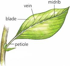 <p>stem/stalk that connects the leaf blade to the stem</p>