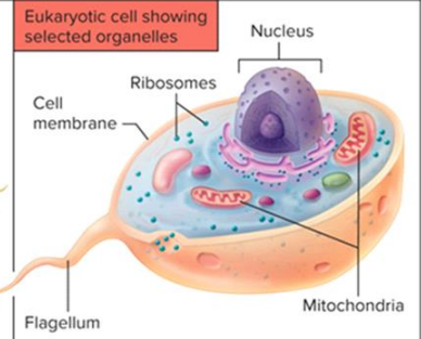 <p>bigger than prokaryotes and more complex  </p><p>have organelles like mitochondria</p><p>have nucleus </p><p>can be unicellular or multicellular </p>