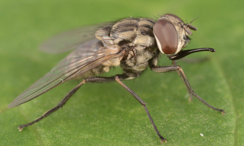 <p>what kind of fly</p>