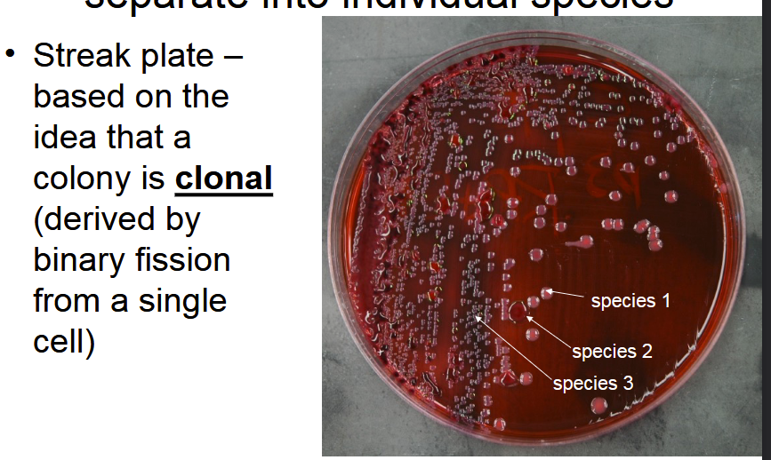 <p>Derived by binary fission from a single cell.</p>