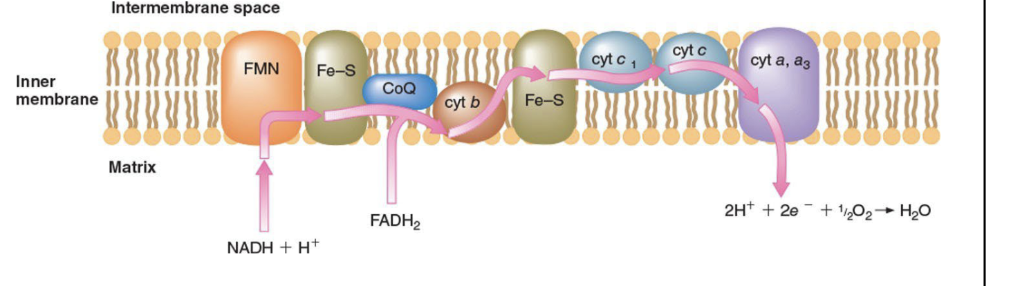 <p>Series of reactions where protons and electrons from the oxidation of foods are used to reduce molecular oxygen to water</p><ul><li><p>NADH and FADH2 are produced by the citric acid cycle</p><ul><li><p>Carry hydrogen ions and electrons during food oxidation</p></li></ul></li><li><p>Net equation</p><ul><li><p>4H+ + 4e - + O2 → 2H2O</p></li></ul></li><li><p>Electron carriers are lined up in order of increasing affinity for electrons</p></li><li><p>First electron carrier is flavin mononucleotide (FMN)</p><ul><li><p>Contains a tightly bound coenzyme, which has a structure similar to FAD</p></li></ul></li><li><p>Four electron carriers are cytochromes</p></li></ul><p></p>
