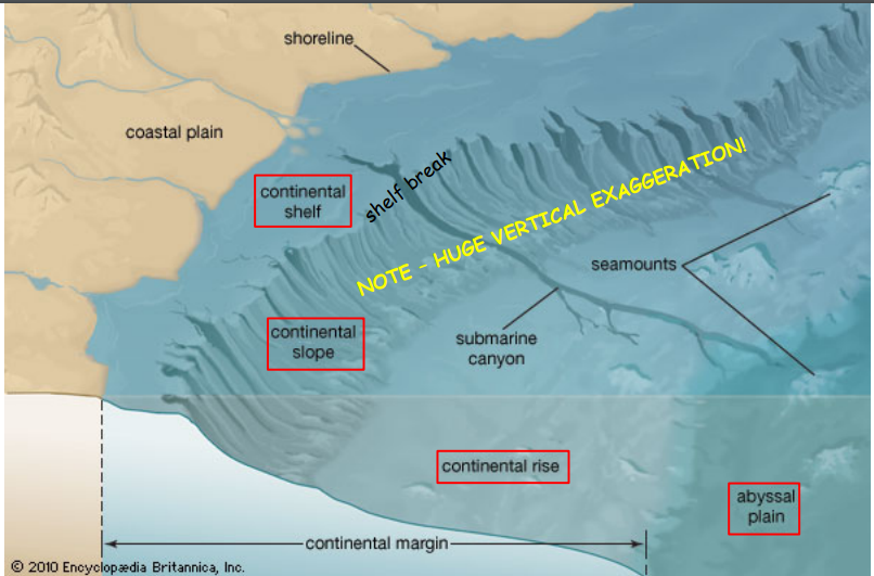 <p>Continental Shelf (underlain by thinning continental crust) </p><p>Continental Slope (transitional between crustal types) </p><p>Continental Rise (transitional between crustal types) </p><p>Abyssal Plains (underlain by oceanic crust)</p>