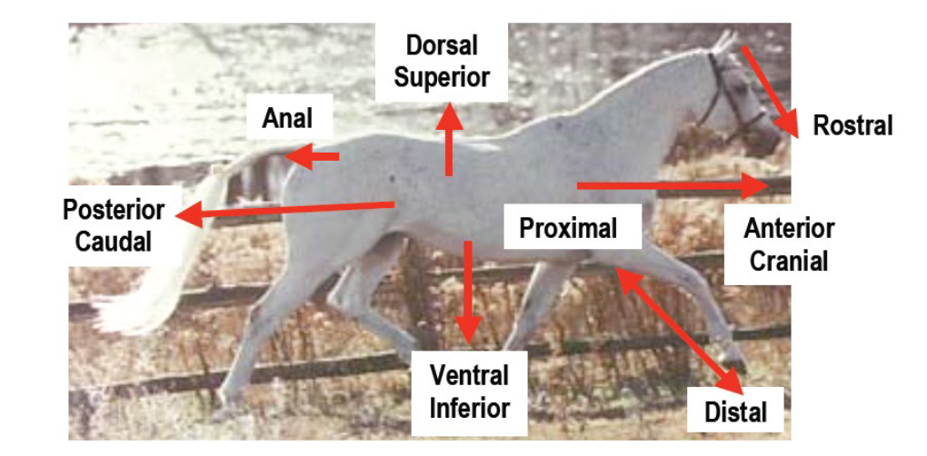 <p>superior; the upper surface of a structure</p>