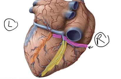 <p>what vein/artery is highlighted in orange?</p>