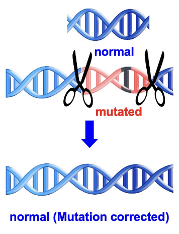 <p>Gene editing </p>