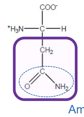 <p>Asn-N-polar and uncharged </p>