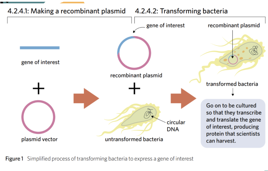 <p>when scientists insert new genes into bacteria + turn them into a protein-producing factories</p>