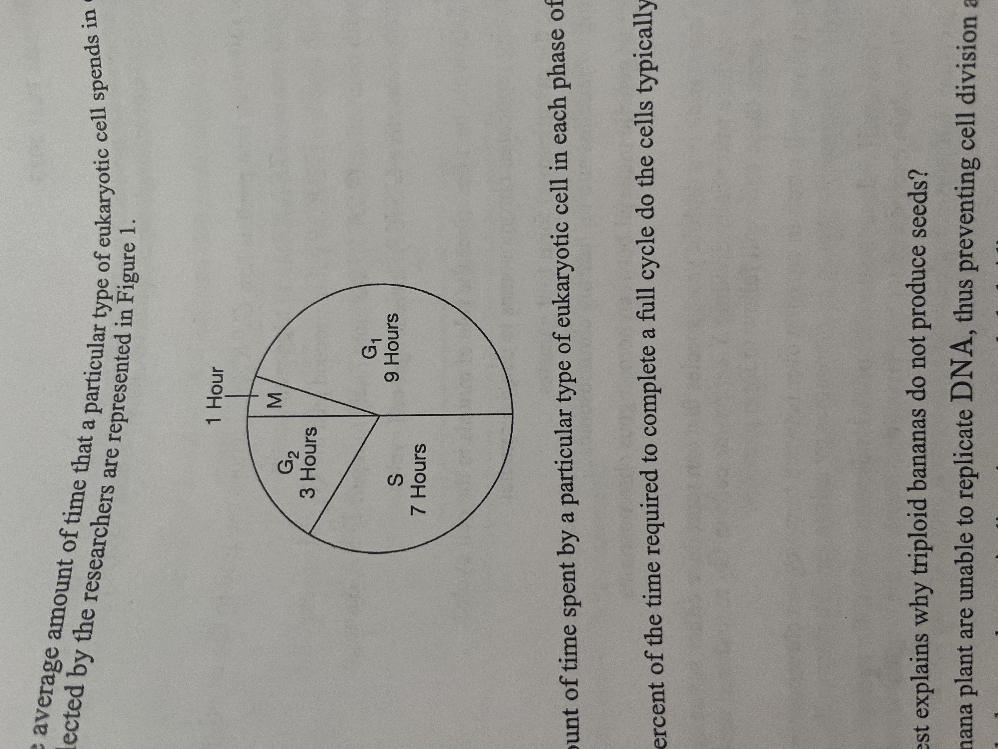 <p><span>Based on Figure 1, what percent of the time required to complete a full cycle do the cells typically spend in interphase?</span></p>