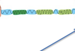 <p><span>interphase: type of chromatin; loosely packed and transcriptionally active/competent</span></p><ul><li><p>associated with acetylated histones</p></li><li><p>can be interconverted by enzymes, and nucleosomes can be pushed around relative to the DNA</p></li></ul><p></p>