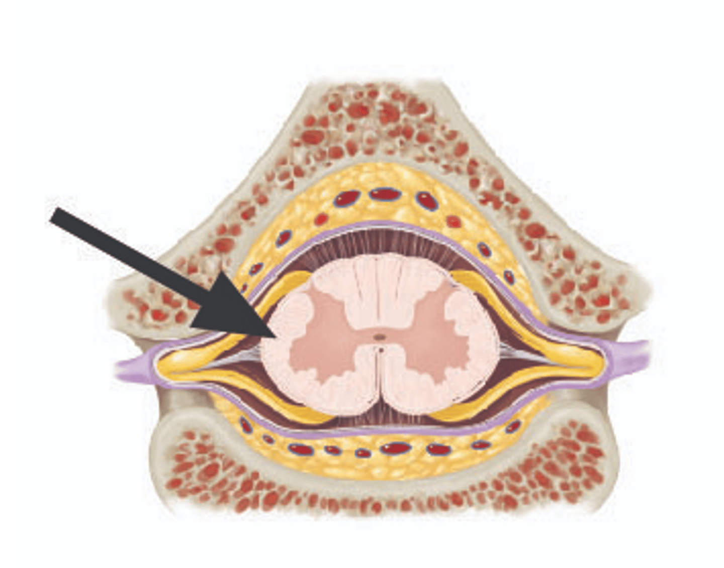 <p>Identify structure.</p>