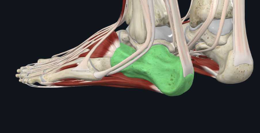 <p>What bone is this</p>