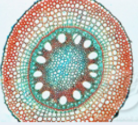 <p>Major functions: transports water/nutrients/sugars throughout the plant, provides physical support to plant’s body</p><p>Eg. xylem and phloem</p><p>Specialized cells:</p><ul><li><p>Sieve elements(in phloem): long cells that have pores at the end to allow easy flow of sugar.</p></li></ul><p></p>