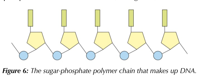 <p>this forms the sugar-phosphate backbone</p>