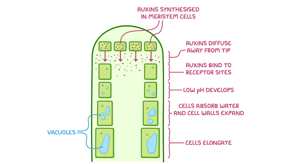 <ul><li><p><strong>What:</strong> A key plant growth factor (main example is <strong>IAA</strong>) that primarily controls <strong>cell elongation</strong>.</p></li><li><p><strong>Where:</strong> Produced in the <strong>apical meristem</strong> (growing tips) of shoots and roots.</p></li></ul><p></p>