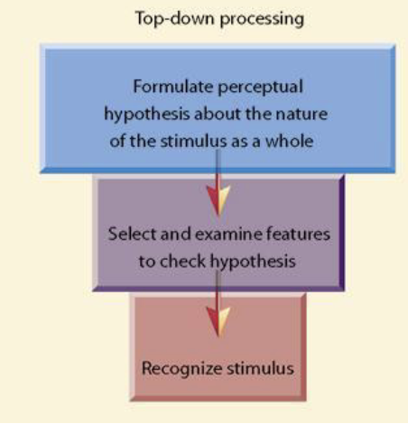<p>A progression from the whole to the elements.</p>