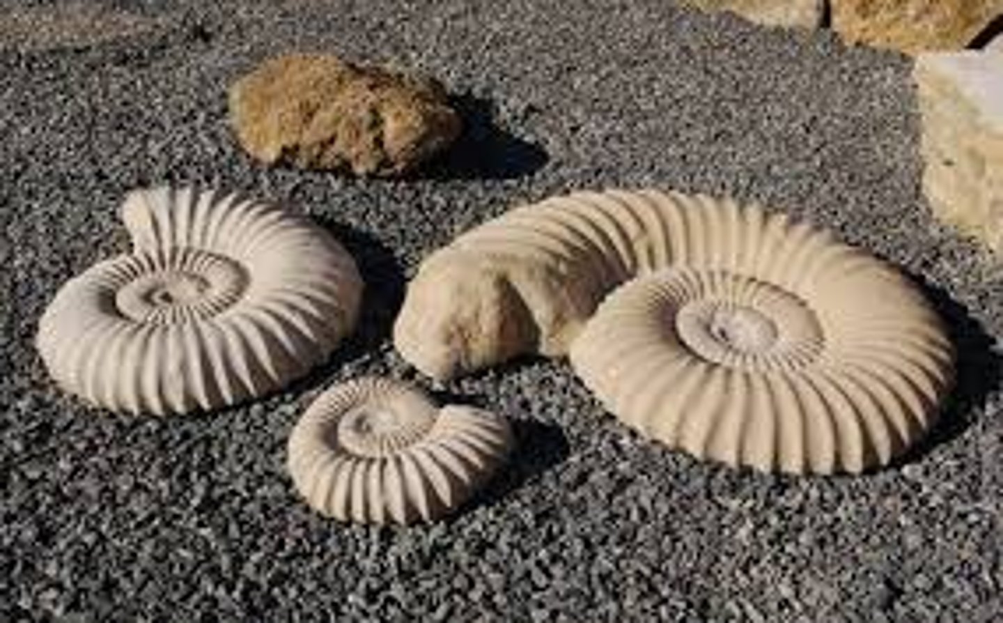 <p>formed when a mold is filled in</p>