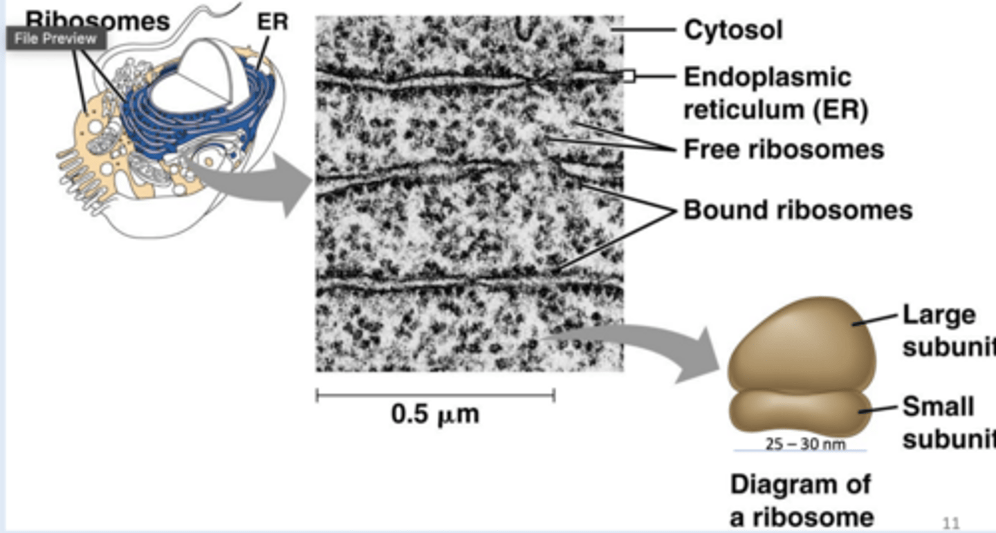 <p>-Found in all cell types (prokaryotic and eukaryotic) and certain organelles</p><p>-*not considered an organelle - not membrane bound</p>